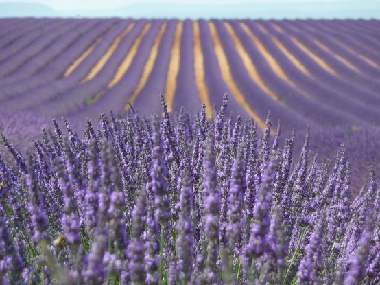 Photo:  Lavender 